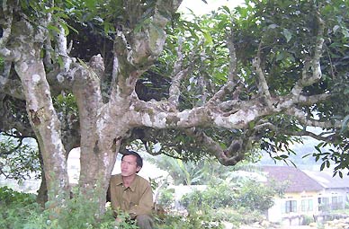 Hà Giang: Chặt chè shan tuyết cổ thụ